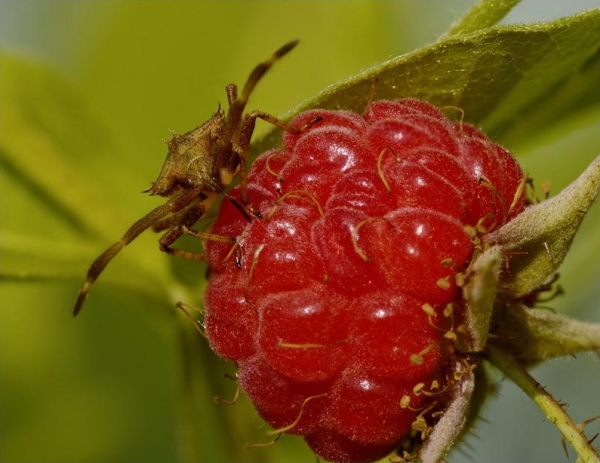  가장 일반적인 나무 딸기 품종 Tarusa는 진딧물에 영향을 미칩니다.