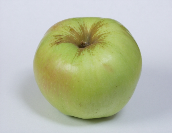  Τα κύρια παράσιτα του μήλου Bogatyr είναι οι ποικιλίες, οι αφίδες και οι πατάτες