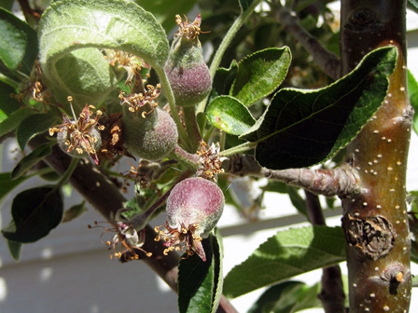  Οι κύριες ασθένειες και παράσιτα της μηλιάς είναι: αφίδες, σκώροι, σκίουροι και λουλούδια, κ.λπ.