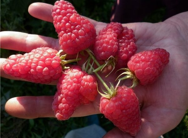  Οι ποικιλίες Raspberry Maroseyka: χαρακτηριστικά και περιγραφή