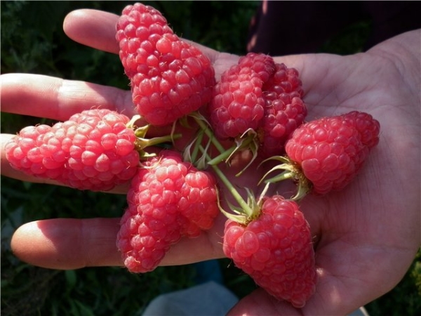 Οι ποικιλίες Raspberry Maroseyka: χαρακτηριστικά και περιγραφή