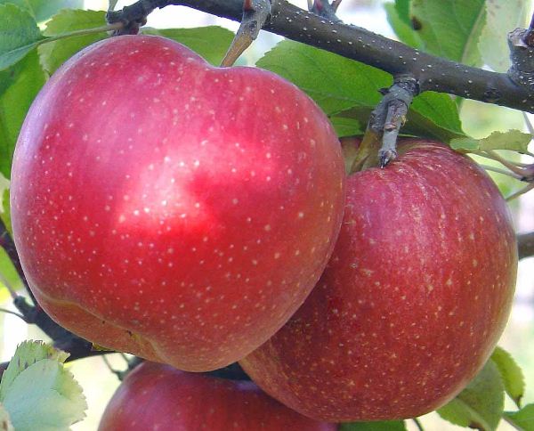  Manzanas de gala