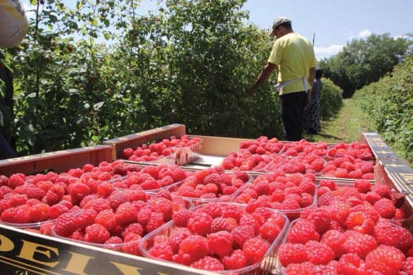  The business of growing raspberries must be registered