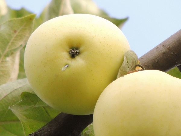  Бяла пълнеж на ябълки