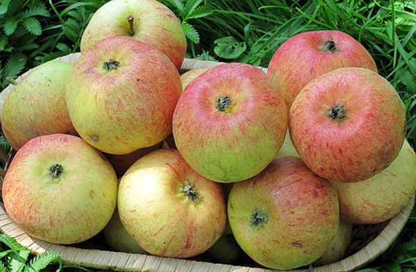  A variedade de maçã doce tem altos rendimentos.
