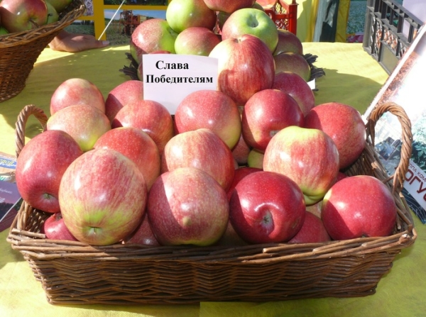  Οι ποικιλίες δέντρων μήλων Οι νικητές δόξας που χρειάζονται ετήσια σίτιση, αραιώνουν το στέμμα