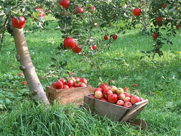  Recogiendo frutos de manzana variedades gala.