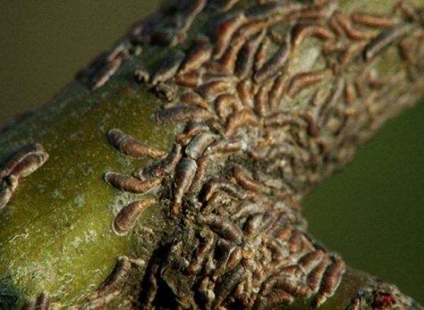 Elma treeworm