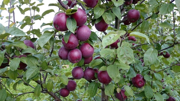  Apple Spartan wächst schnell, aber gleichzeitig erreicht der Baum durchschnittliche Höhen