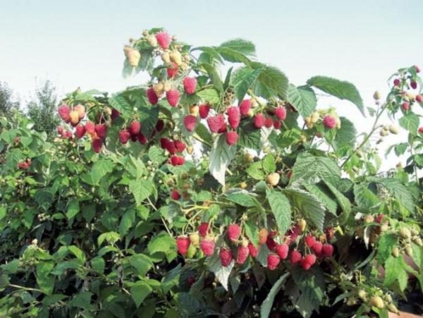  Raspberry bush polka với quả mọng