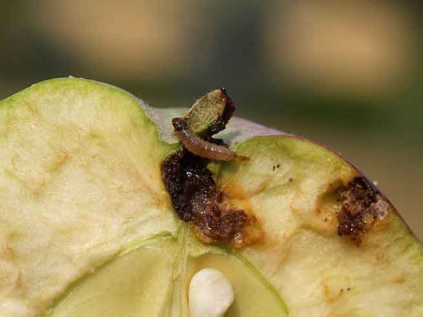  Zhigulevskoe ποικιλίας μήλου είναι ευαίσθητα στο σκώρο και το φτέρνα φλοιός
