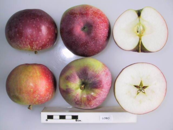  Lobo variety apples are large, red or burgundy, juicy