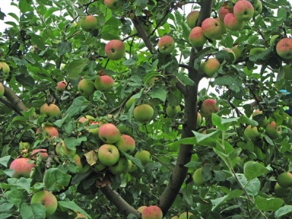  Ябълково дърво с плодовете на Мелба