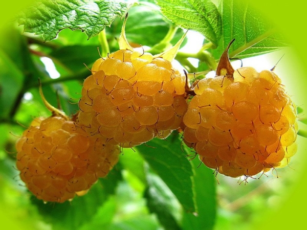  Zmeura de fructe de măsline este bogată în vitamine, caroten și minerale.