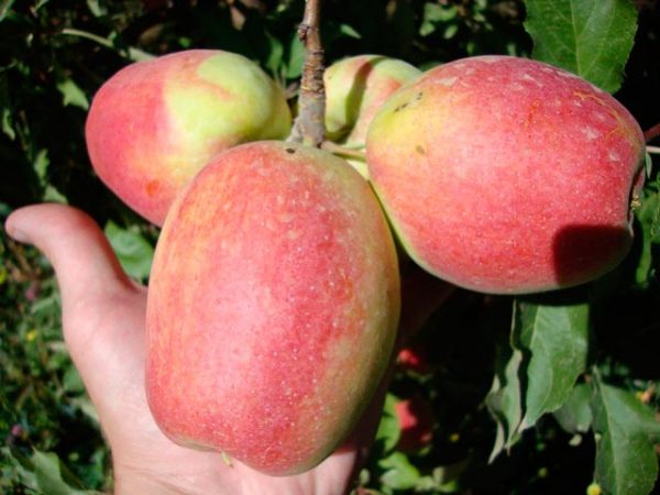 Tamanho das maçãs Sinap Orlovsky