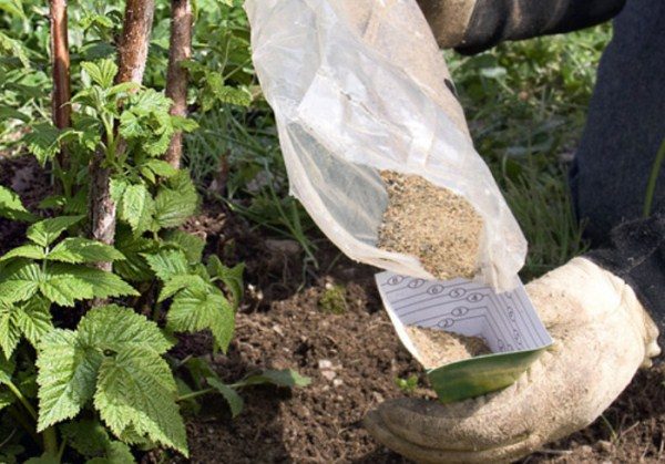  Application of mineral fertilizers under the raspberry bush