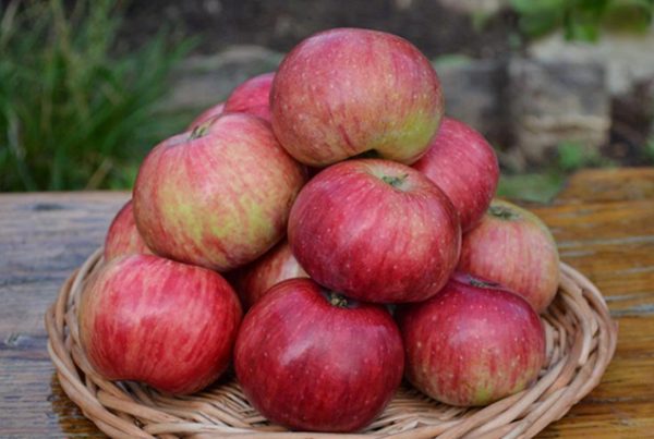  Ябълка реколта анасон лъскава