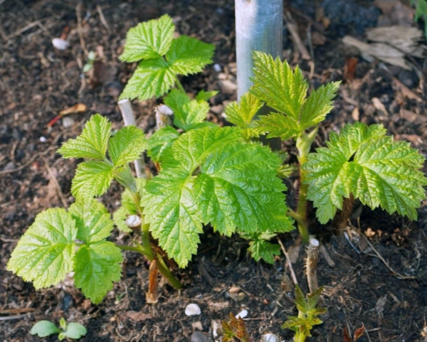  La propagarea zmeurii cu butași verzi, solul în timpul perioadei de înrădăcinare nu trebuie să se usuce.