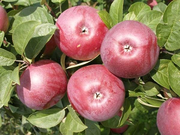  عندما تنمو مجموعة متنوعة من التفاح المتقشف ، يجب إزالة الانتباه الخاص التقليم