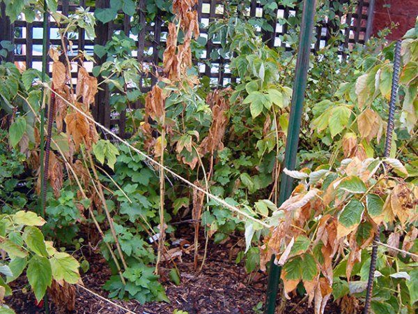  ¿Por qué los arbustos de frambuesa se secan?