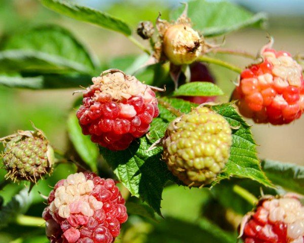  Raspberry berries diseases