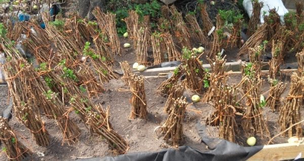  زراعة شتلات التوت بولكا