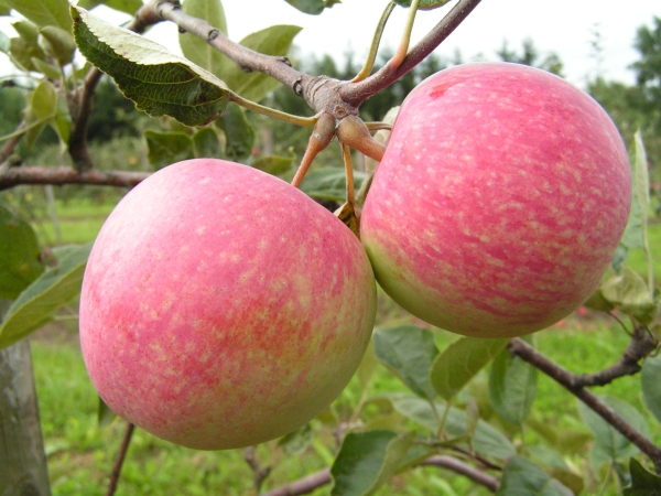  Variedades de macieira Slava Os vencedores são propensos a sarna, brilho milky, oídio e podridão de frutas