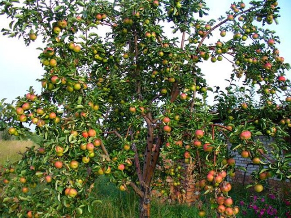  Οι ποικιλίες μήλου Zhigulevskoe χρειάζονται λιπάσματα, θα πρέπει να εφαρμοστούν το φθινόπωρο