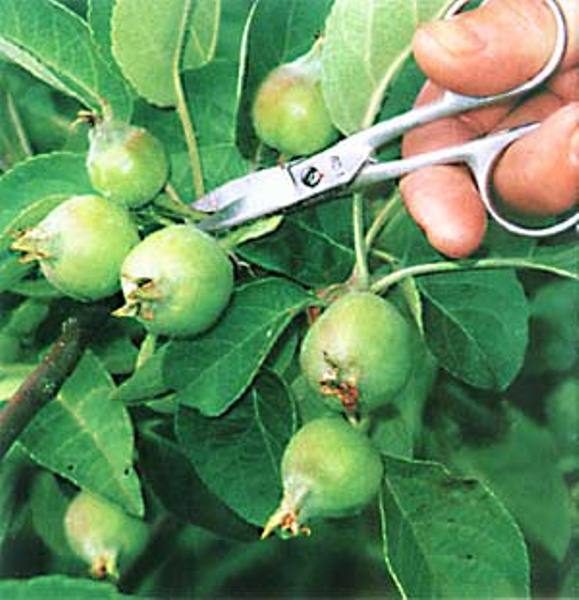  Αραίωση ωοθήκες μήλων