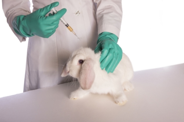  Urmați regulile pentru vaccinarea iepurilor.