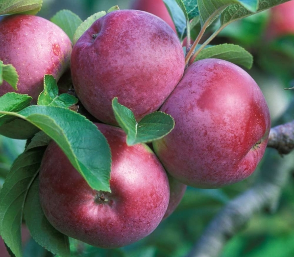  Apple Spartan verträgt weder Frost und Dürre noch Hitze bei hoher Luftfeuchtigkeit