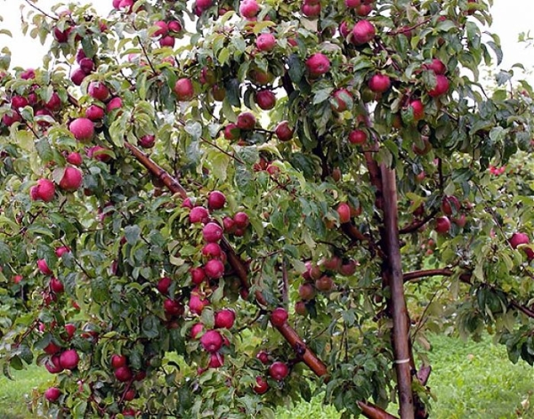  Le varietà di mele Lobo sono prive di pretese per la cura, hanno bisogno di fertilizzanti con urea e cenere