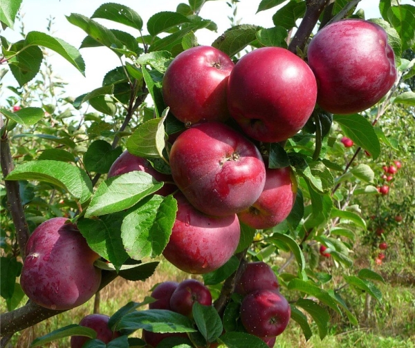  أفضل فترة لغرس تفاحة سبارتان ستكون نهاية أبريل أو بداية سبتمبر.