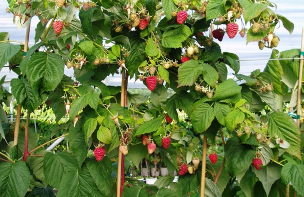  Varieti raspberry Tarusa lebih baik ditanam di sepanjang pagar