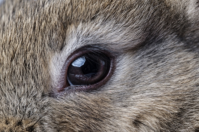  Bolile ochilor de iepure