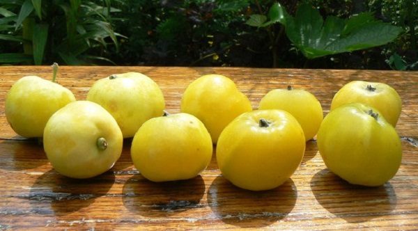  Συγκομιδή Κίτρινο Κινέζικα Apple Tree Μήλα Golden