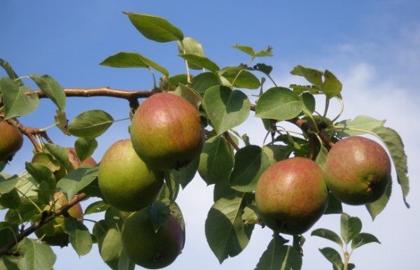  Ripe pears Krasulia on the bush