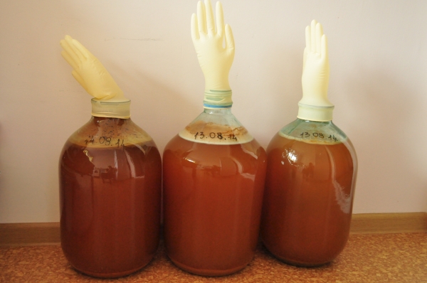  Cidru după rețeta clasică ar trebui să fermenteze timp de 1-2 luni, pregătirea este determinată de mănușa căzută
