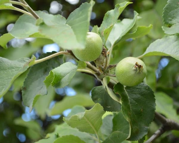  Τα άγρια ​​μήλα περιέχουν βιταμίνες, μικροστοιχεία, αποτελούν πηγή εύπεπτου σιδήρου