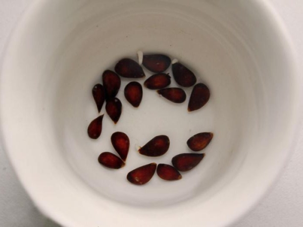  Semințele pentru germinare trebuie să fie coapte, fără deteriorări.