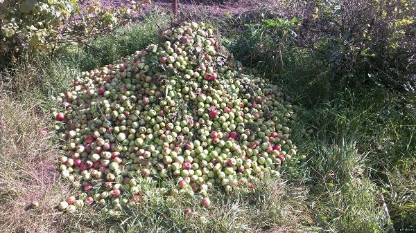  Pilha de maçãs caídas