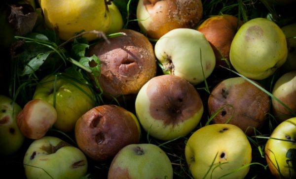  Яжте ябълките в компоста