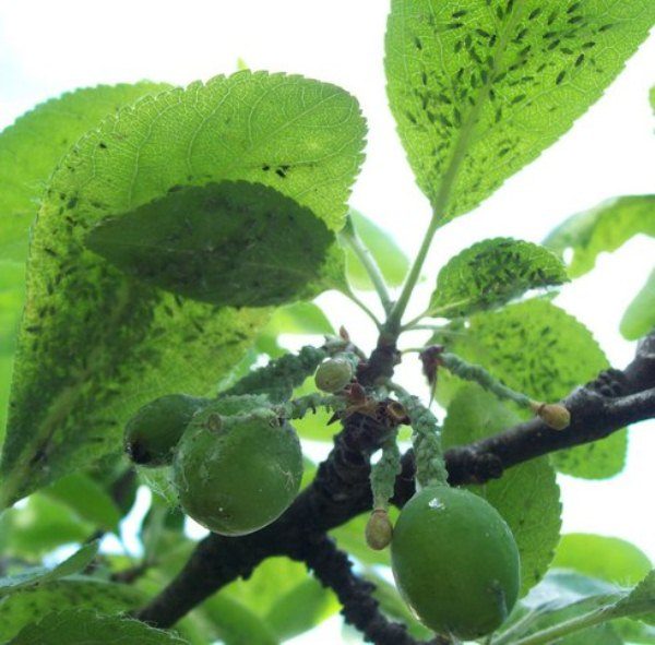  Plum seizes aphid