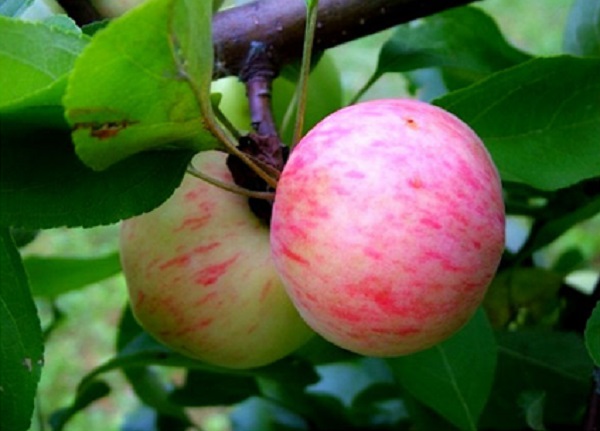  Μήλα αχλάδι