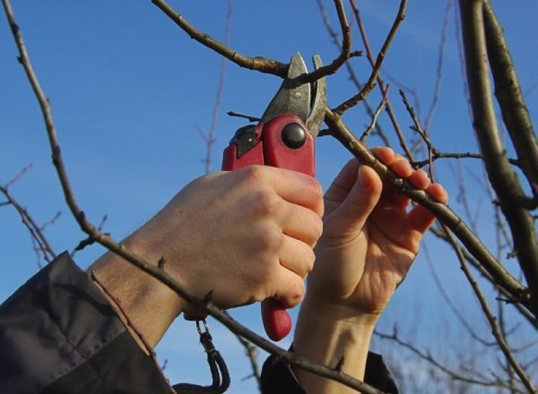  Schema och funktioner för att trimma ett päronträd på vår, höst, vinter och sommar