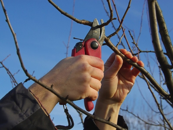  Scheme and features of trimming a pear tree in spring, autumn, winter and summer