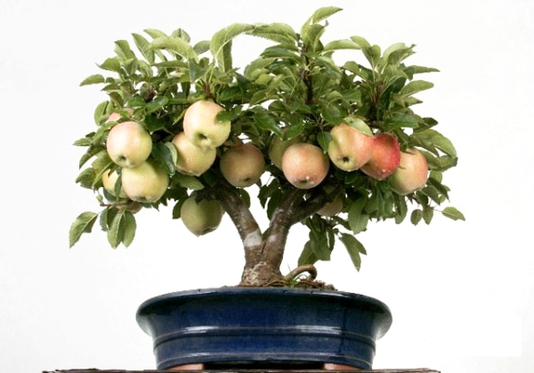  Hur man odlar ett äppelträd från frön hemma: instruktioner