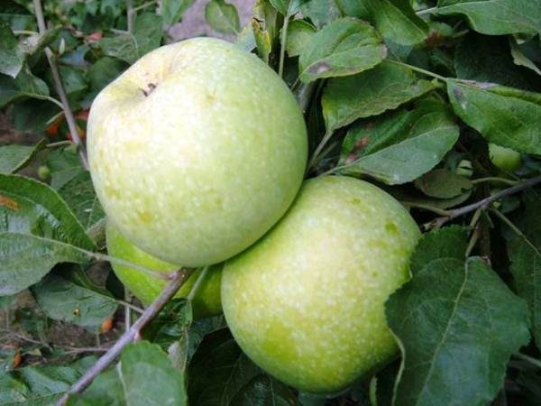  Плодове от ябълка Рене Семенко