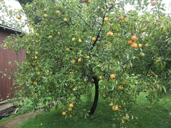  Pear varieties in memory of Yakovlev low, samoplodnoe, fast-growing
