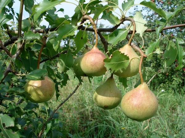  I frutti della pera In ricordo di Yakovlev maturano a fine agosto, il gambo è lungo, la polpa è dolce, senza acidità